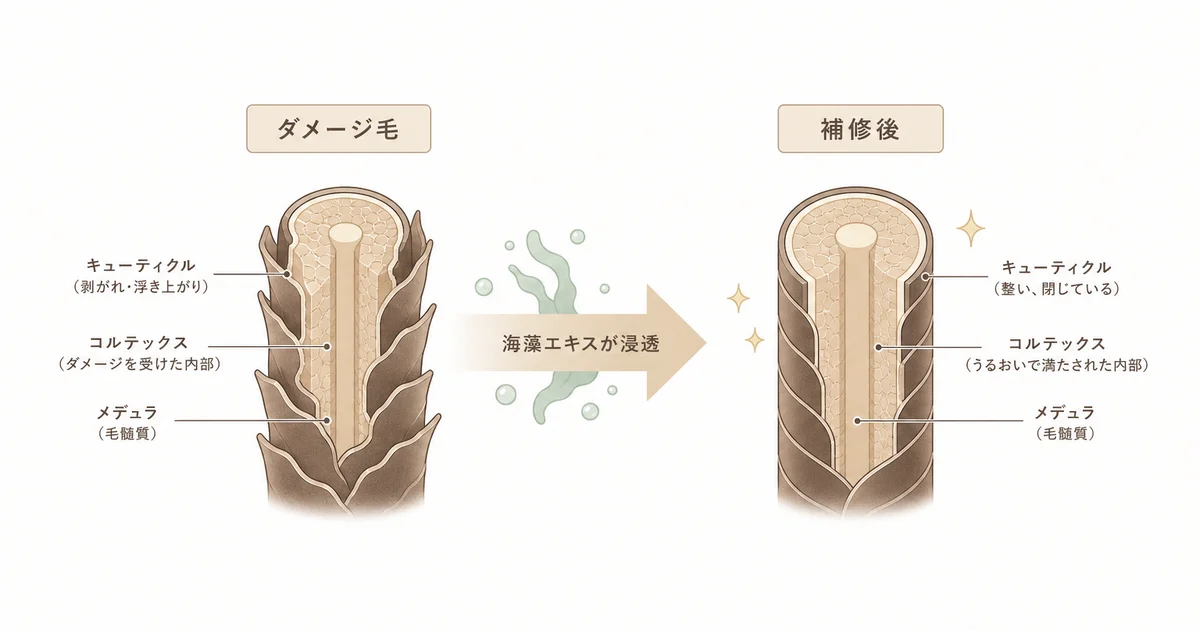 海藻エキスがダメージ毛のキューティクルを補修する仕組みの図解