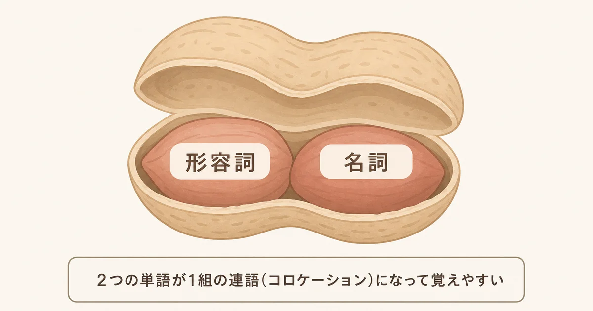 英単語ピーナツの連語(コロケーション)学習コンセプトの図解
