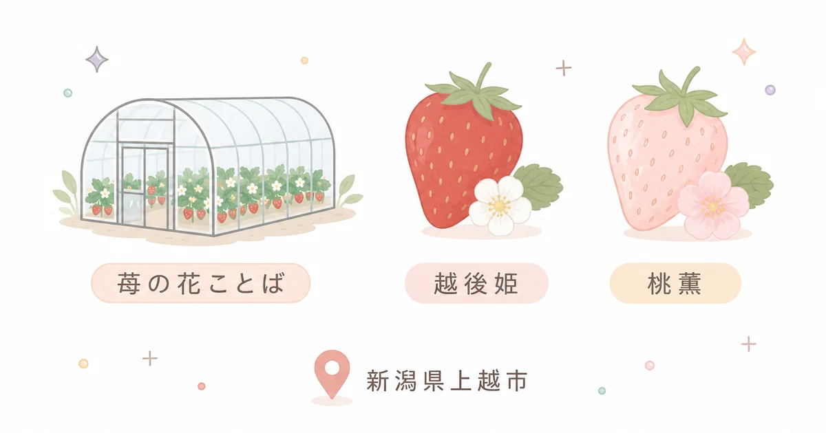 苺の花ことばの会社概要と取扱品種（越後姫・桃薫）の図解