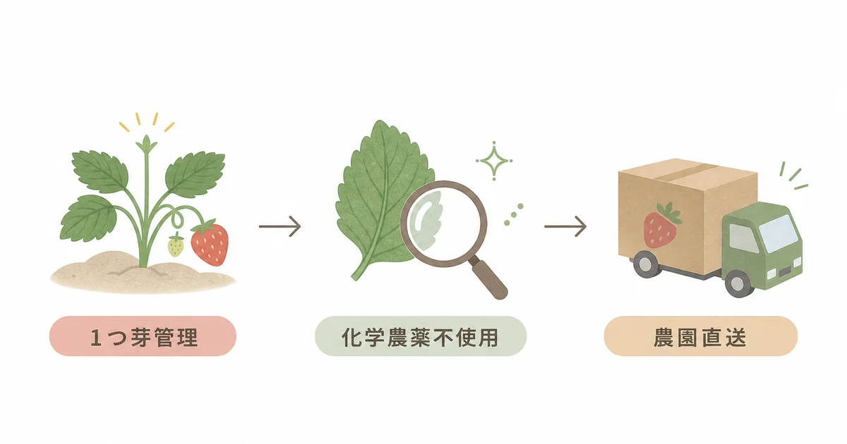 1つ芽管理・化学農薬不使用・農園直送という苺の花ことばの栽培の強みの図解